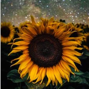 Meet your Posher, Zoey